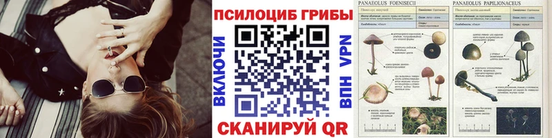мега рабочий сайт  Кяхта  Псилоцибиновые грибы Psilocybe  наркошоп 
